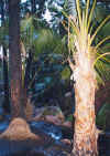 Palm Trees at Zebedee.jpg (45276 bytes)