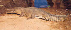 Windjana Gorge crocodile.jpg (32864 bytes)