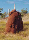 termite mound with fungi.jpg (24505 bytes)